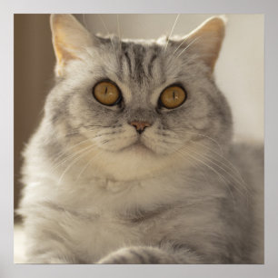 Kat, Brits kort haar, Feline Poster