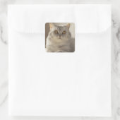 Kat, Brits kort haar, Feline Vierkante Sticker (Tas)