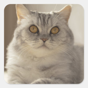 Kat, Brits kort haar, Feline Vierkante Sticker