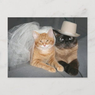 Kat bruid en bruidegom briefkaart