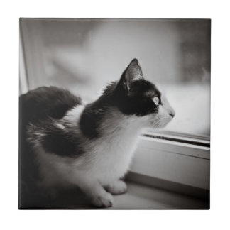 Kat buiten kijkend tegeltje