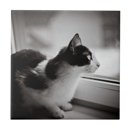 Kat buiten kijkend tegeltje (Voorkant)