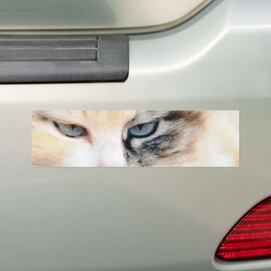 Kat Bumpersticker (Op auto)