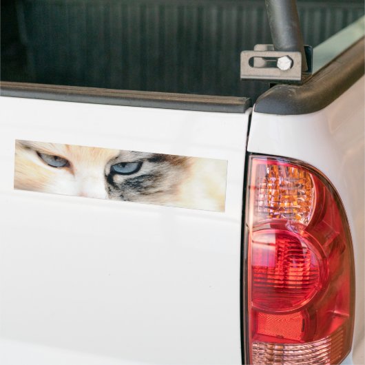 Kat Bumpersticker (Op Truck)