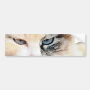 Kat Bumpersticker