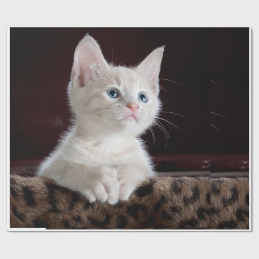 kat cadeaupapier (Vlak)