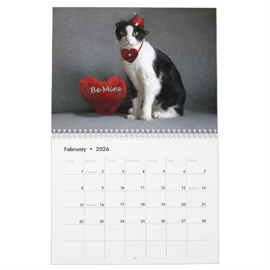 Kat Calendar 2019 - Scottish Fold Kalender (Feb 2026)
