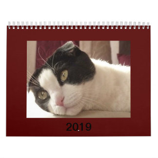 Kat Calendar 2019 - Scottish Fold Kalender