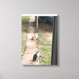 Kat Canvas Afdruk