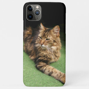Kat iPhone 11 Pro Max Hoesje