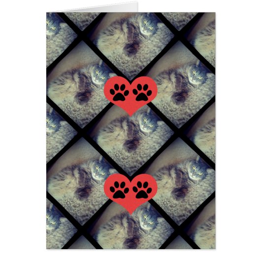 Kat Collage met PawPrints van Shirley Taylor (Voorkant)