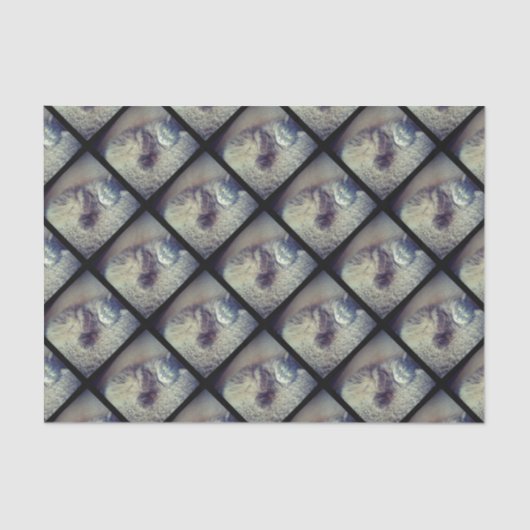 Kat Collage van Shirley Taylor Tissuepapier (Voorkant)