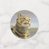 Kat Confetti (Kleine voorkant)