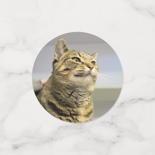 Kat Confetti (Kleine voorkant)