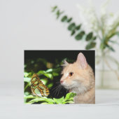 Kat curiositeit briefkaart (Staand voorkant)