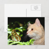 Kat curiositeit briefkaart (Voorkant / Achterkant)