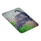 Kat dat II Motivatie boeddhistische prijsopgave be Magneet (Rechterzijde)