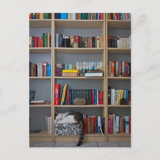 Kat dat in boekenboeken in de boekenwinkel slapen briefkaart (Voorkant)