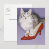 Kat dat in een hiel stapt briefkaart (Voorkant / Achterkant)