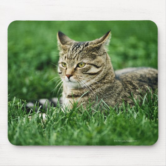 Kat dat in gras ligt muismat (Voorkant)
