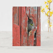 Kat dat naar een houten gat in de schuur spiekt kaart (Gele Bloem)