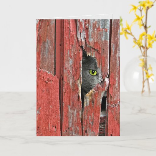 Kat dat naar een houten gat in de schuur spiekt kaart (Gele Bloem)