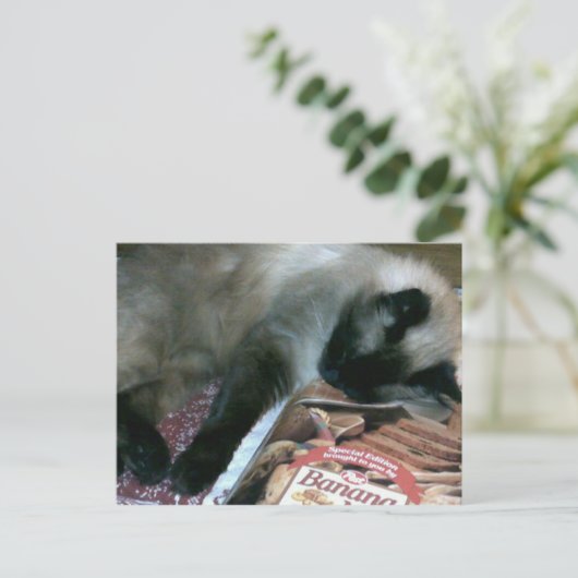 Kat dat op het Briefkaart van het Kookboek rust (Staand voorkant)