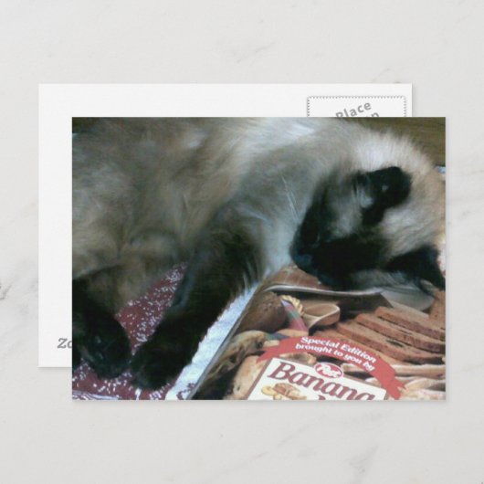 Kat dat op het Briefkaart van het Kookboek rust (Voorkant / Achterkant)