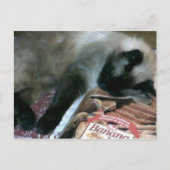 Kat dat op het Briefkaart van het Kookboek rust (Voorkant)