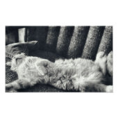 Kat dat slaapt op Kat met sofa-waardenbank Foto Afdruk (Voorkant)