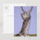 Kat dat touw reikt briefkaart (Voorkant / Achterkant)