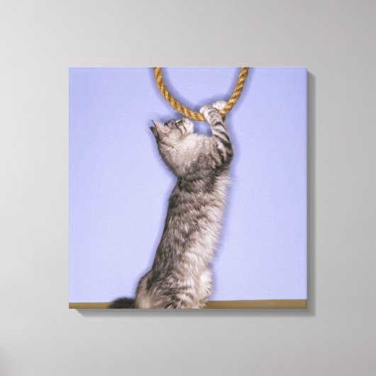 Kat dat touw reikt canvas afdruk (Voorkant)