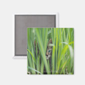 Kat dat zich schuilhoudt in gras magneet (Voorkant / Achterkant)