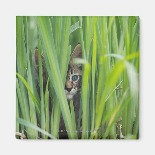 Kat dat zich schuilhoudt in gras magneet (Voorkant)