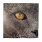 Kat Decoratieve tegel sluiten Tegeltje (Voorkant)