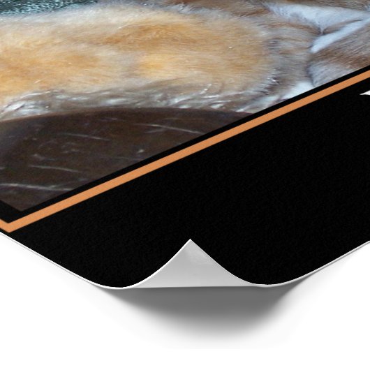 Kat Demotivator Poster (Hoek)