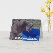 Kat die een kaart van de Cake van de Verjaardag (Gele Bloem)