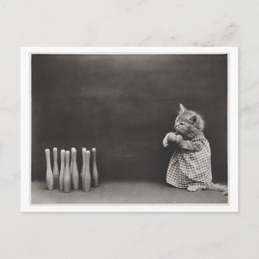 Kat die kleding draagt en bowling  Oddity Briefkaart (Voorkant)