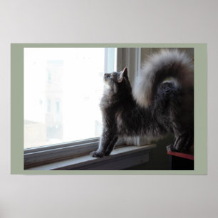 Kat die uit het raam kijkt poster