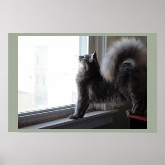 Kat die uit het raam kijkt poster (Voorkant)