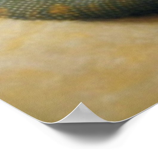 kat draak met vlindervleugels poster (Hoek)