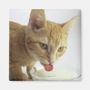 Kat drink melk magneet