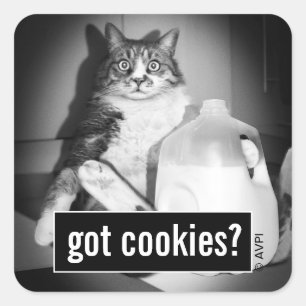 Kat Drink melk van Jug Vierkante Sticker