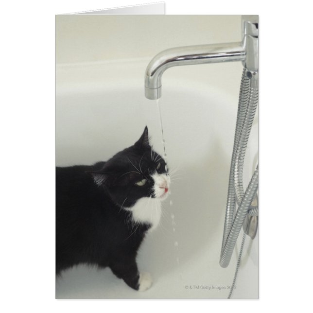 Kat Drink waterafvoer van een kraan (Voorkant)