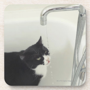 Kat Drink waterafvoer van een kraan Onderzetter