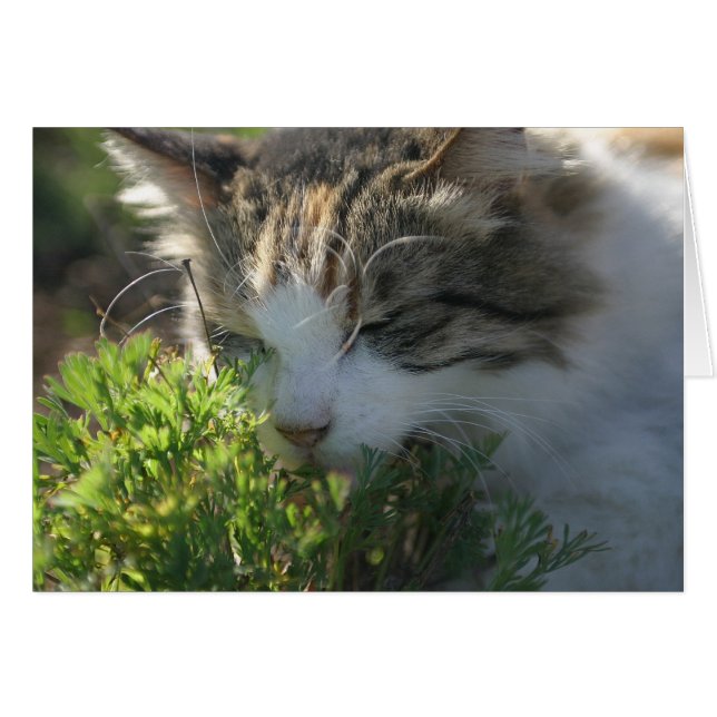 Kat Een Plant smelten (Voorkant Horizontaal)