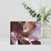 Kat- en balletschuifpannen briefkaart (Staand voorkant)