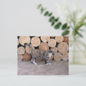 Kat en briefkaart van houtkool (Staand voorkant)