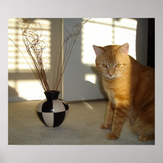 kat en damp poster (Voorkant)