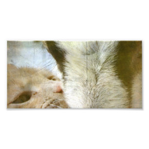 Kat- en geitenvrienden foto afdruk